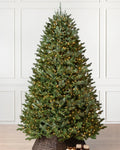Árvore de Natal Abeto Fraser Imperial
