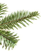 Árvore de Natal Abeto Balsâmico Alpino