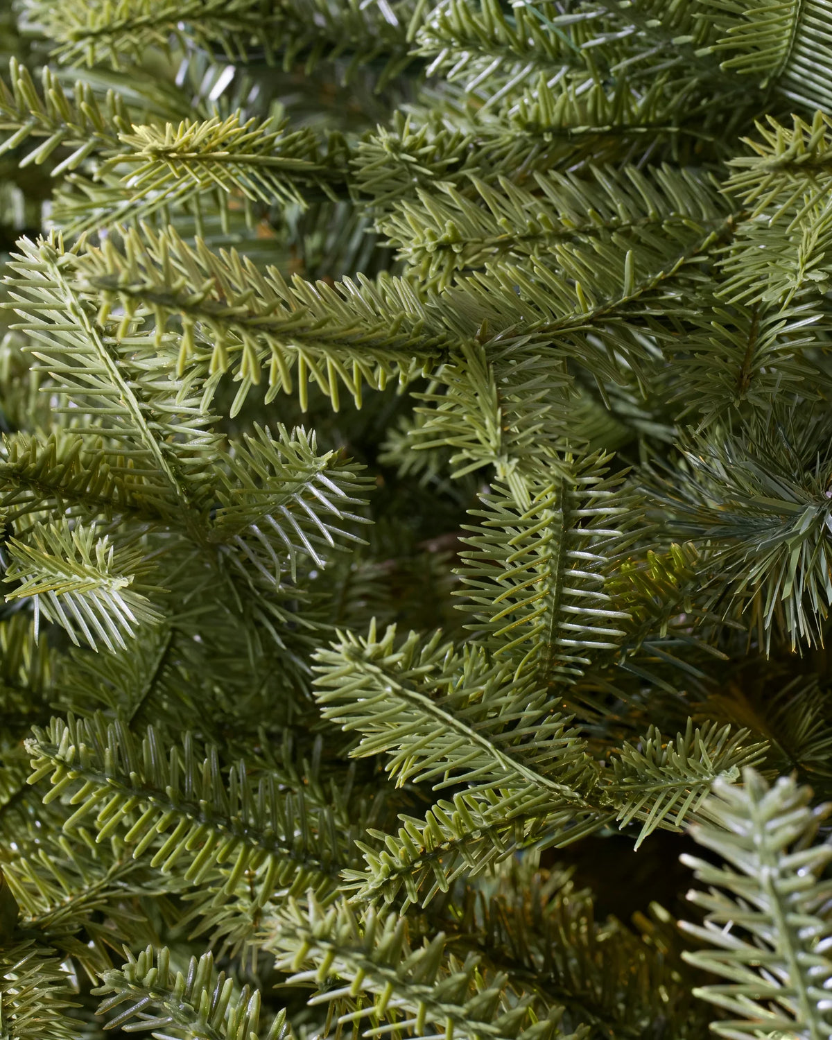 Árvore de Natal Abeto Balsâmico Imperial