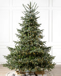 Árvore de Natal Abeto Europeu