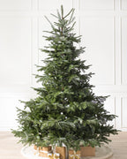 Árvore de Natal Abeto Europeu