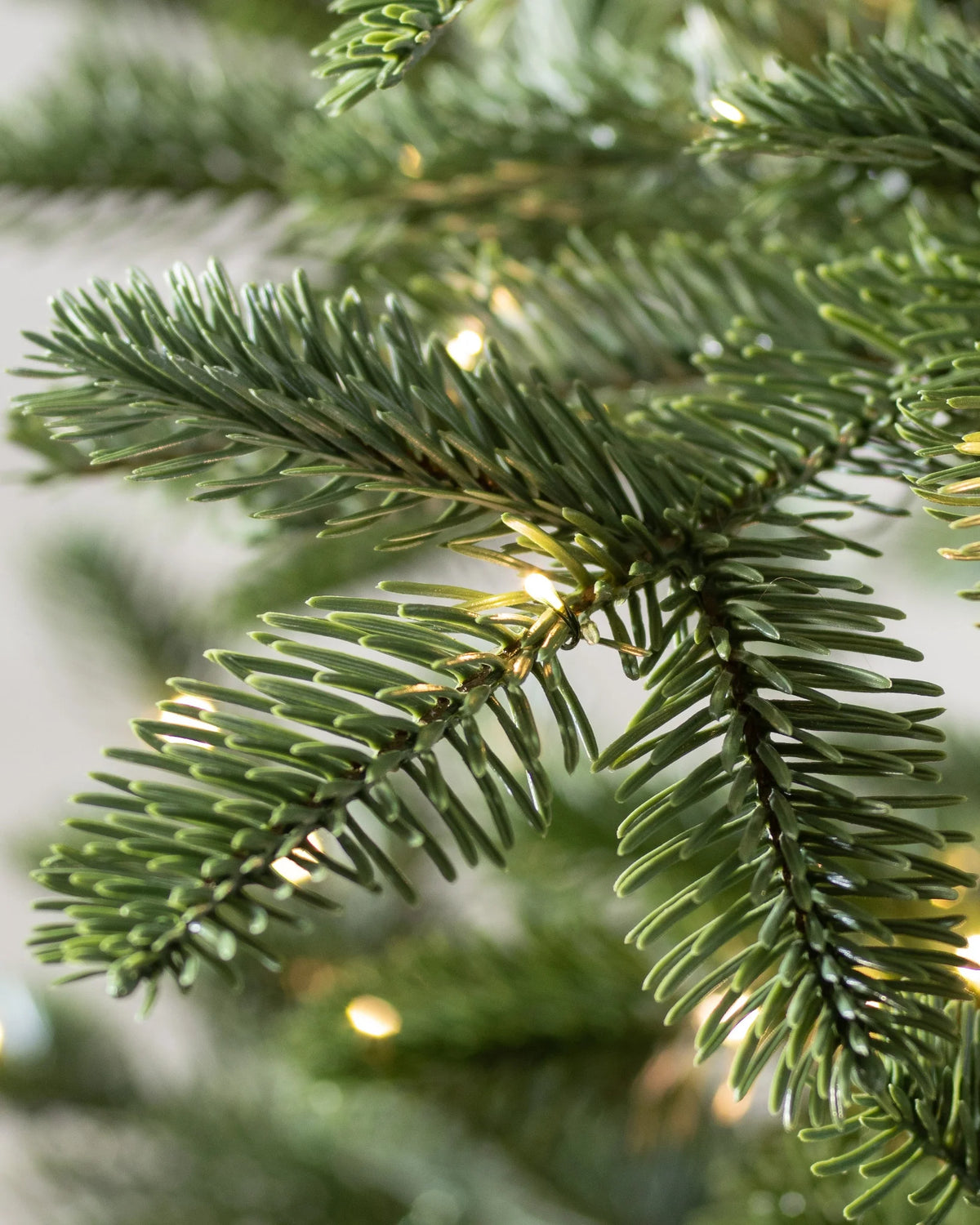 Árvore de Natal Abeto Europeu