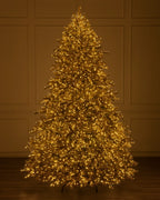 Árvore de Natal Abeto Golden Aspen Estate