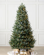 Árvore de Natal Abeto Prateado Europeu