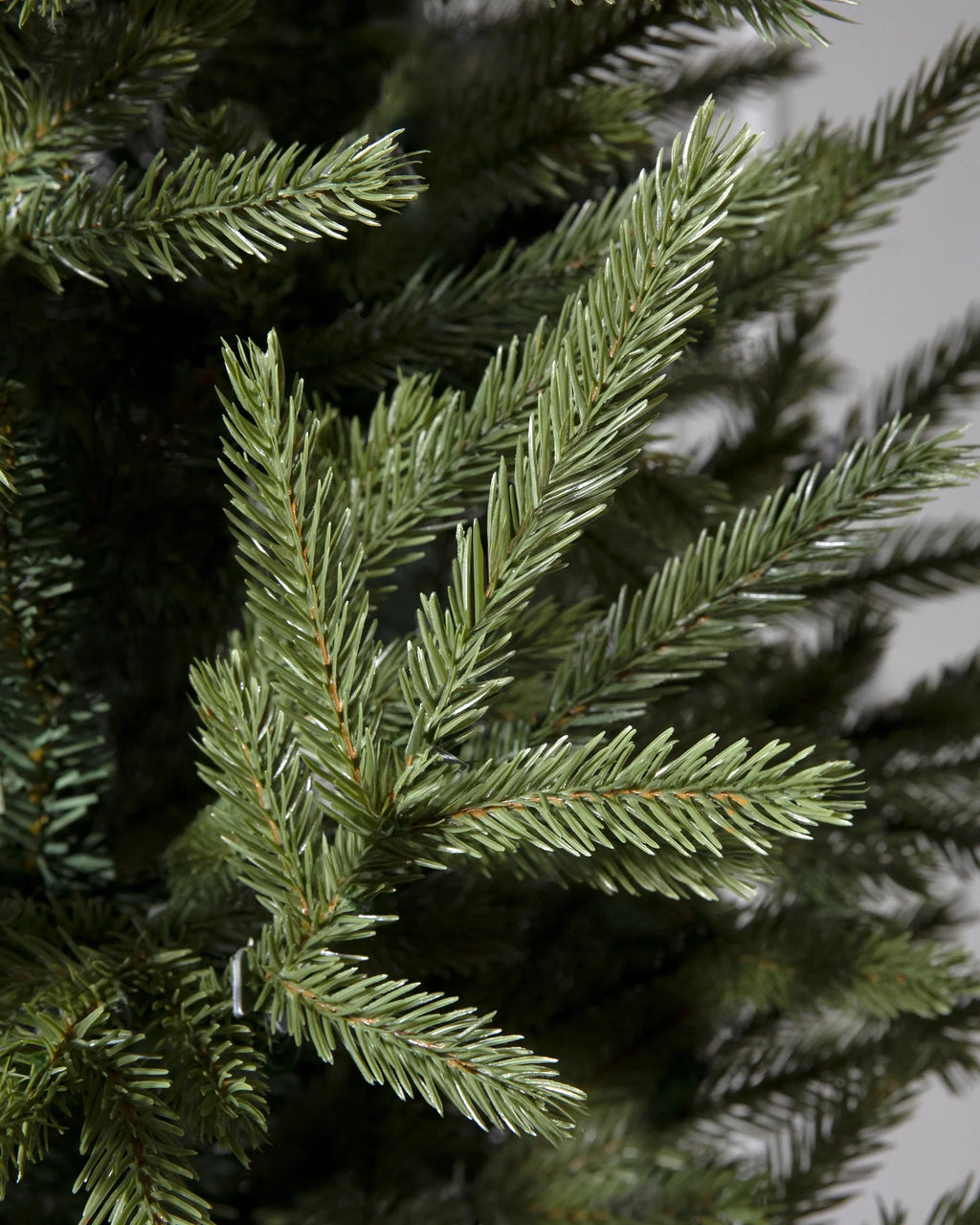 Árvore de Natal Pinheiro Norueguês do Norte